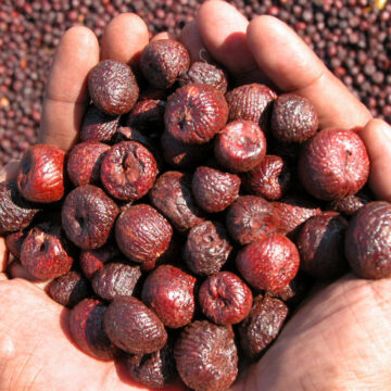 ARECA RATE : ಶಿವಮೊಗ್ಗ ಸಾಗರ ತೀರ್ಥಹಳ್ಳಿ ಸೇರಿದಂತೆ ವಿವಿಧ ತಾಲೂಕುಗಳ  ಇಂದಿನ ಅಡಿಕೆ ದರ