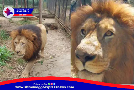 Screenshot_20240202-083430 ತ್ಯಾವರೆಕೊಪ್ಪ ಹುಲಿ ಮತ್ತು ಸಿಂಹಧಾಮದ ಸಫಾರಿ ಕಿಂಗ್ ಸರ್ವೇಶ್ ಹೆಸರಿನ ಸಿಂಹ ಇನ್ನಿಲ್ಲ !