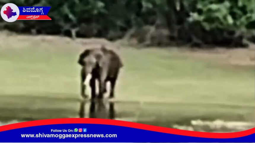 ಪುರದಾಳು ಬಳಿಯ ಚಿತ್ರ ಶೆಟ್ಟಿಹಳ್ಳಿಯಲ್ಲಿ ಕಾಡಾನೆ ಪ್ರತ್ಯಕ್ಷ ! ಮಲೆನಾಡ ಭಾಗದಲ್ಲಿ ಮುಂದುವೆರೆದ ಕಾಡಾನೆಗಳ ಪ್ರತ್ಯಕ್ಷ !