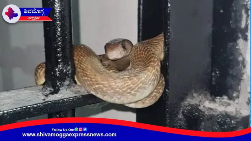 ತಪ್ಪು ಮಾಡದೆಯೇ ಶಿವಮೊಗ್ಗ ಜೈಲು ಸೇರಿದ ನಾಗಪ್ಪ !