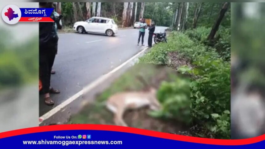 ಕಾರಿಗೆ ಅಡ್ಡ ಬಂದ ಜಿಂಕೆ ! ಡಿಕ್ಕಿಯ ರಭಸಕ್ಕೆ ಸ್ಥಳದಲ್ಲೇ ಸಾವು !