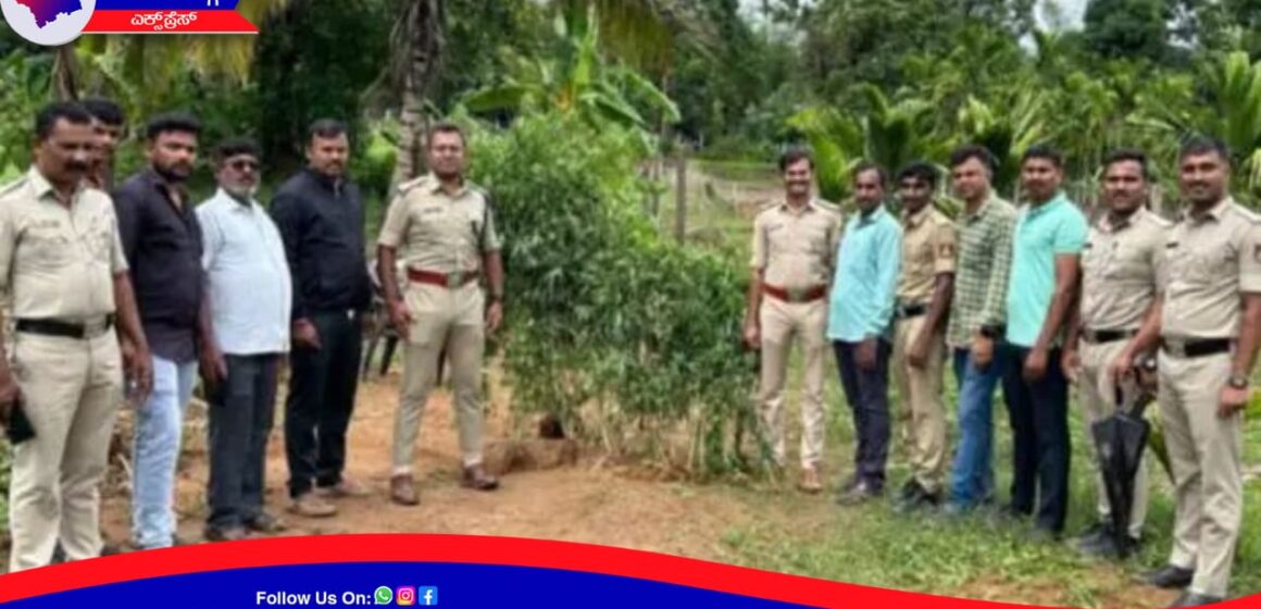 ಅಡಿಕೆ ತೋಟದಲ್ಲಿ ಗಾಂಜಾ ಘಾಟು ! ಪೊಲೀಸರ ಭರ್ಜರಿ ಕಾರ್ಯಾಚರಣೆ !
