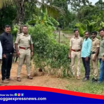 ಅಡಿಕೆ ತೋಟದಲ್ಲಿ ಗಾಂಜಾ ಘಾಟು ! ಪೊಲೀಸರ ಭರ್ಜರಿ ಕಾರ್ಯಾಚರಣೆ !