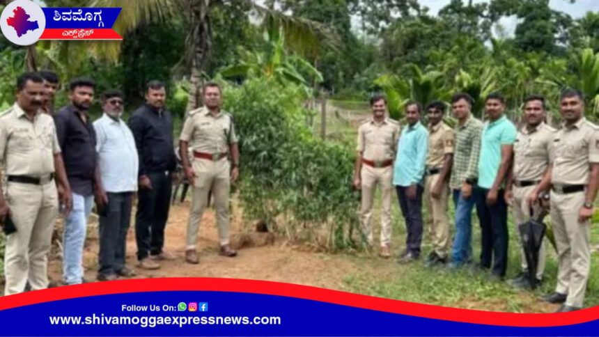 ಅಡಿಕೆ ತೋಟದಲ್ಲಿ ಗಾಂಜಾ ಘಾಟು ! ಪೊಲೀಸರ ಭರ್ಜರಿ ಕಾರ್ಯಾಚರಣೆ !