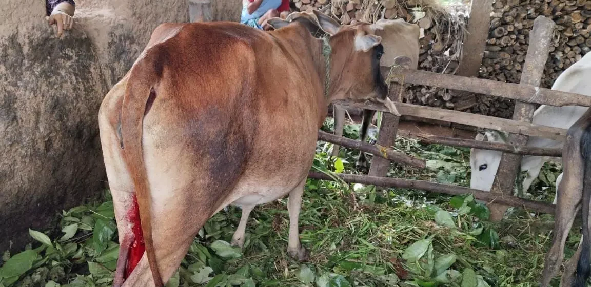 ಹೊಸನಗರ: ಮೇಯಲು ಬಿಟ್ಟ ಹಸುವಿನ ಕೆಚ್ಚಲು ಕೊಯ್ದ ದುಷ್ಕರ್ಮಿಗಳು