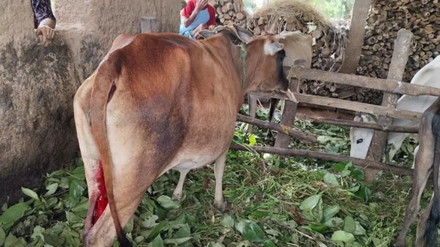 ಹೊಸನಗರ: ಮೇಯಲು ಬಿಟ್ಟ ಹಸುವಿನ ಕೆಚ್ಚಲು ಕೊಯ್ದ ದುಷ್ಕರ್ಮಿಗಳು