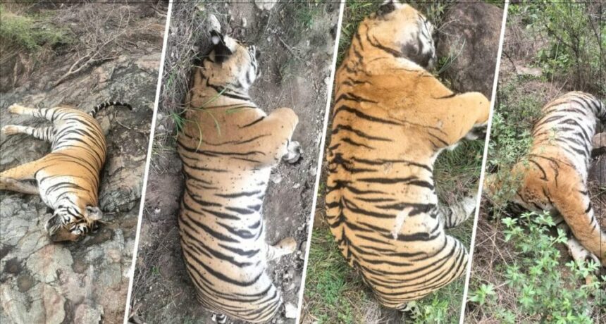 ಮಹದೇಶ್ವರ ಬೆಟ್ಟದ ಹುಲಿಗಳ ಸಾವಿಗೆ ‘ಸೇಡು’ ಕಾರಣ! ಮೂವರು ಆರೋಪಿಗಳು ಅರೆಸ್ಟ್..! ಇಲ್ಲಿದೆ ಕಂಪ್ಲೀಟ್ ಕಹಾನಿ