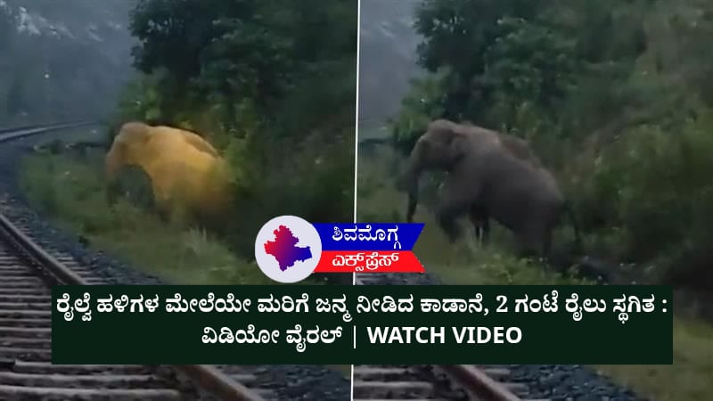 ಮಾನವೀಯತೆ ಮೆರೆದ ರೈಲ್ವೆ-ಅರಣ್ಯ ಇಲಾಖೆ: ಆನೆ ಹೆರಿಗೆಗೆ 2 ಗಂಟೆ ರೈಲು ನಿಲ್ಲಿಸಿದ ಘಟನೆ, ದೇಶಾದ್ಯಂತ ಮೆಚ್ಚುಗೆ! ಏನಿದು ಘಟನೆ?
