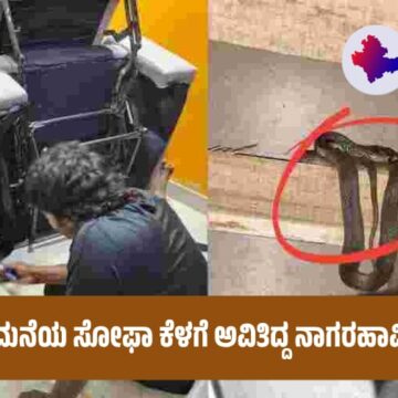 ಶಿವಮೊಗ್ಗದಲ್ಲಿ ಮನೆಯ ಸೋಫಾ ಕೆಳಗೆ ಅವಿತಿದ್ದ ನಾಗರಹಾವಿನ ಮರಿ ರಕ್ಷಣೆ!