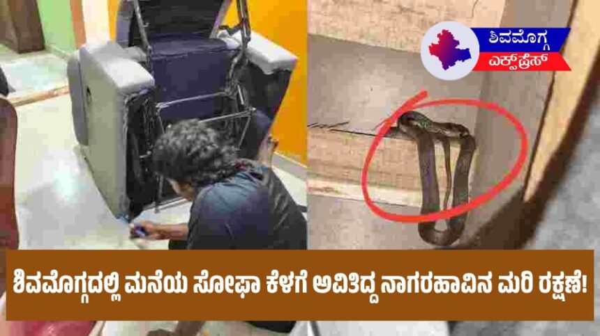 ಶಿವಮೊಗ್ಗದಲ್ಲಿ ಮನೆಯ ಸೋಫಾ ಕೆಳಗೆ ಅವಿತಿದ್ದ ನಾಗರಹಾವಿನ ಮರಿ ರಕ್ಷಣೆ!